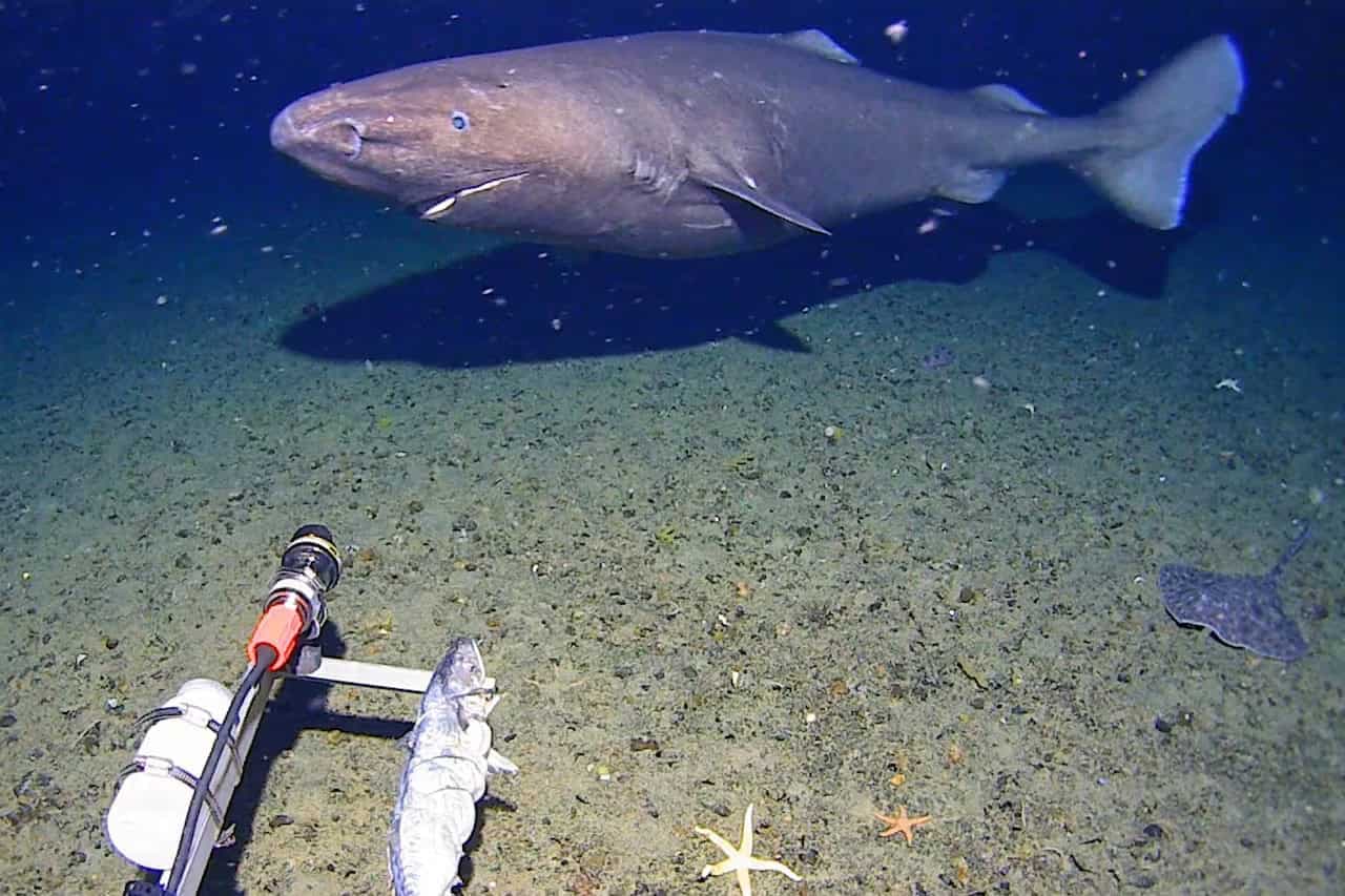 Researchers Film First-Ever Sleeper Shark in Antarctic Waters