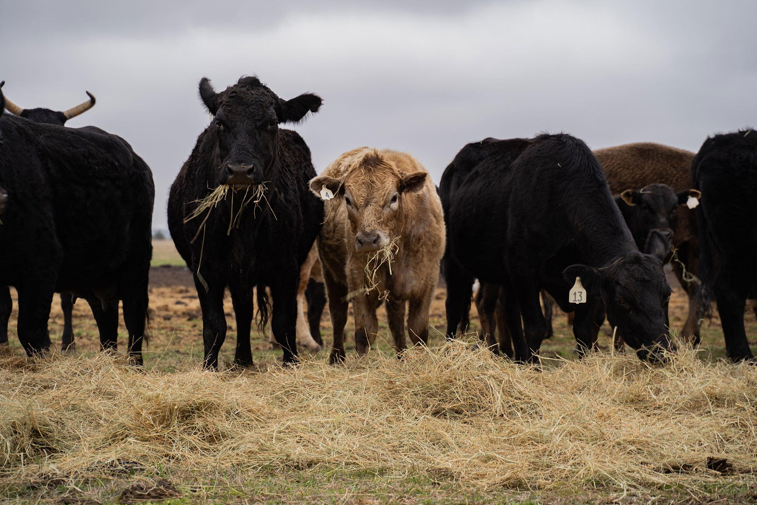 Image from AGDAILY