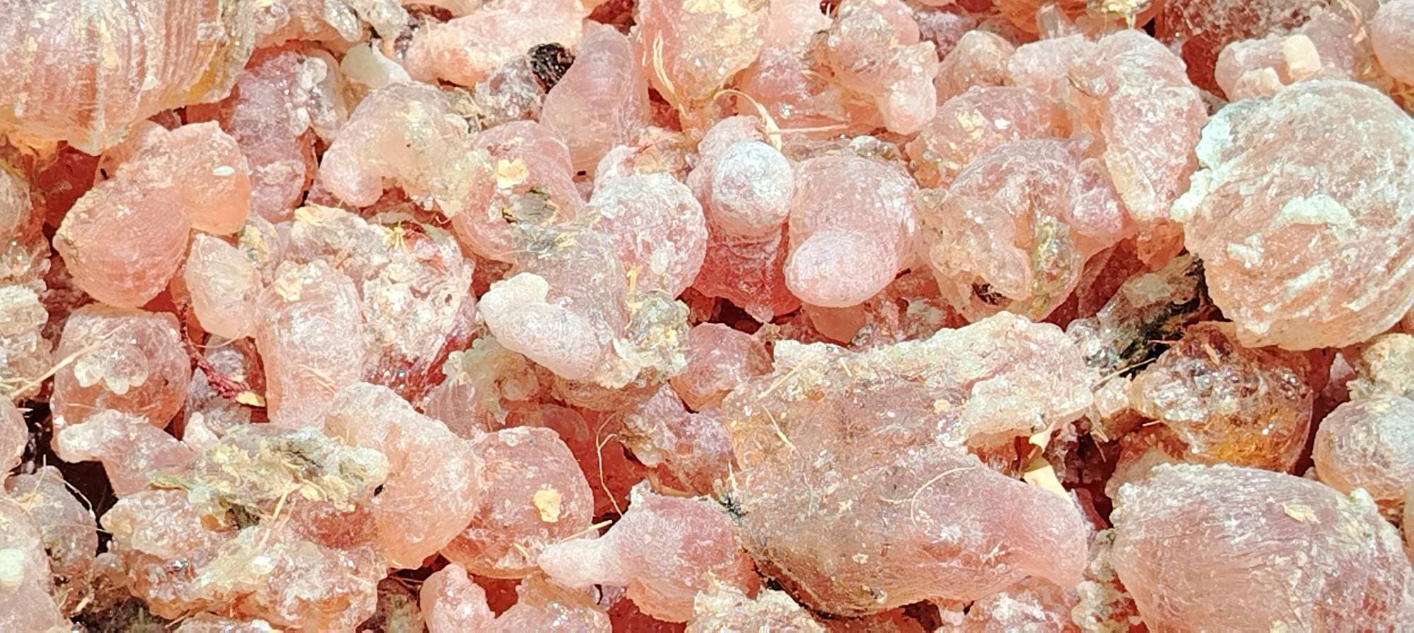 Rapid Support Forces Seize Production Areas, Paralyse El Obeid Gum Arabic Market